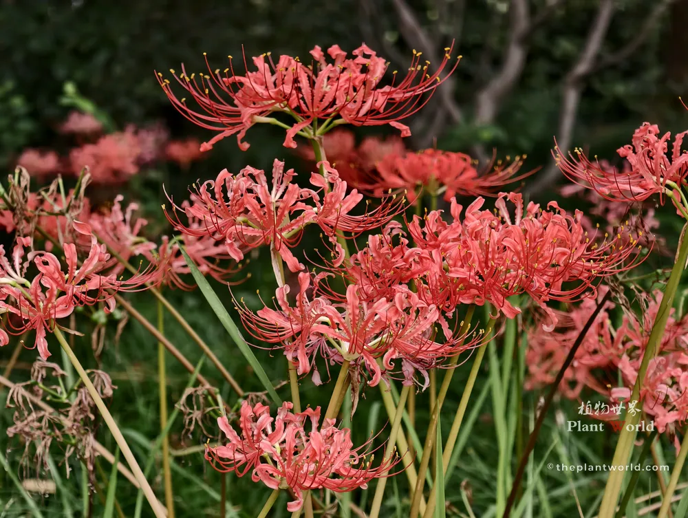 A close-up photograph of bright red spider lilies (Lycoris radiata) with curled coral-red petals and long, elegant stamens blooming outdoors.
