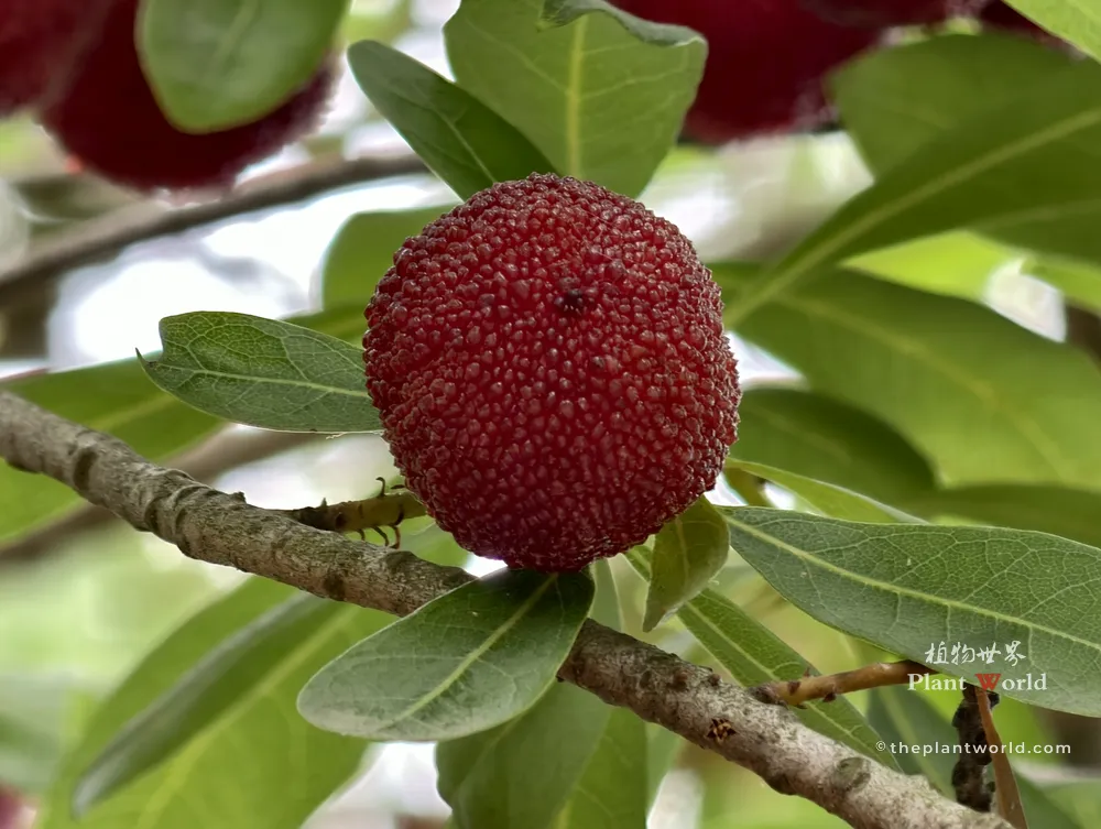 A close-up photograph of a ripe, plump red Chinese bayberry (Morella rubra) fruit with distinct granular texture hanging on a leafy branch.