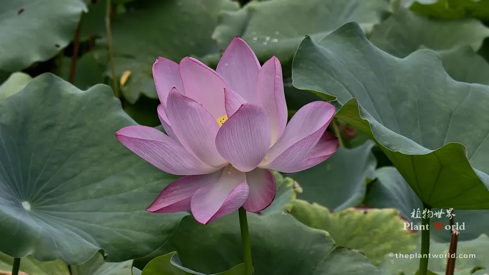 Single-form pink sacred lotus (Nelumbo nucifera) blooming amid dense green lotus leaves