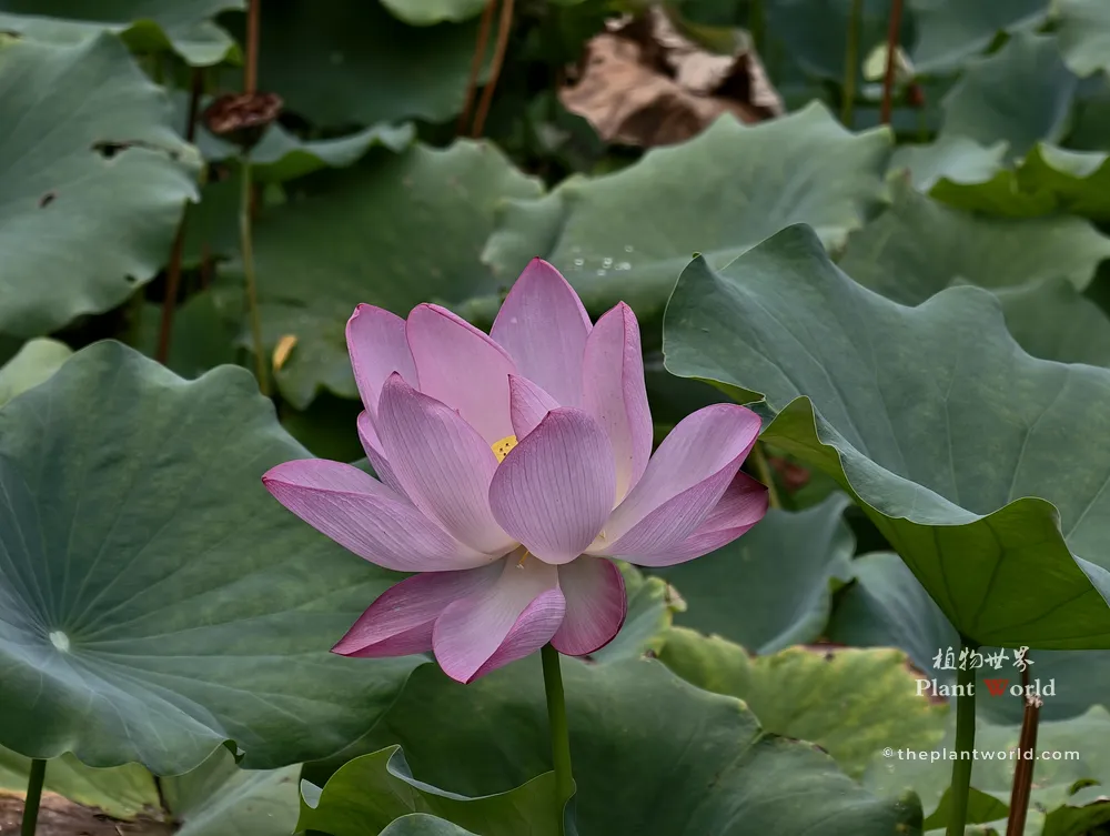 Single-form pink sacred lotus (Nelumbo nucifera) blooming amid dense green lotus leaves