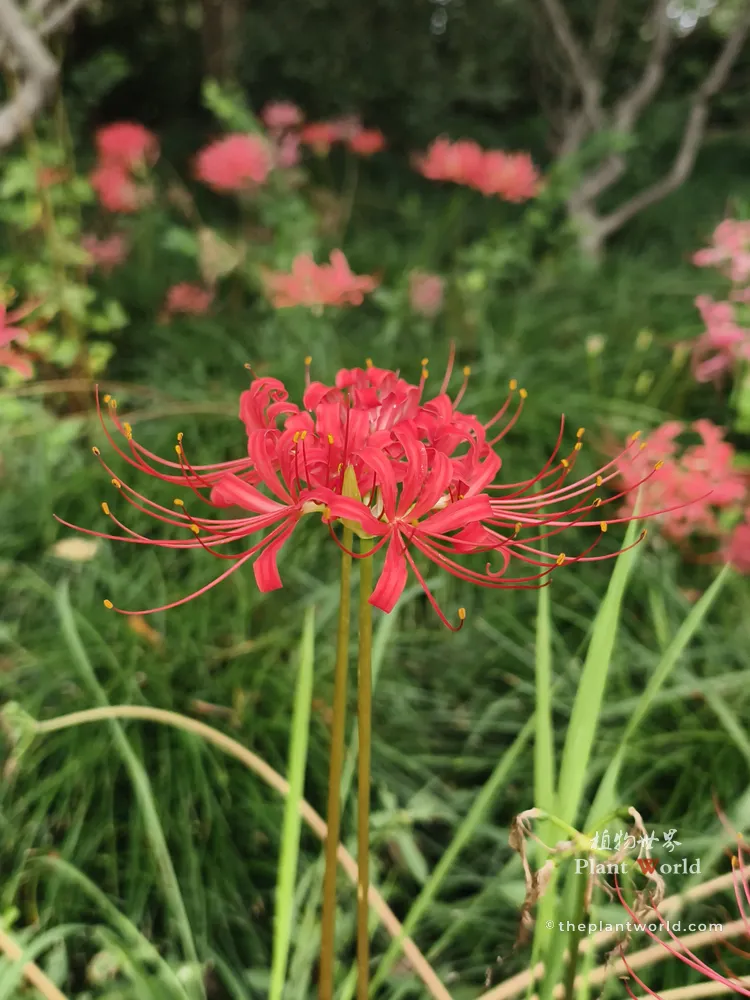 A sharp portrait shot of a single vivid red spider lily flower in bloom, with long curling stamens and a soft green blurred background.