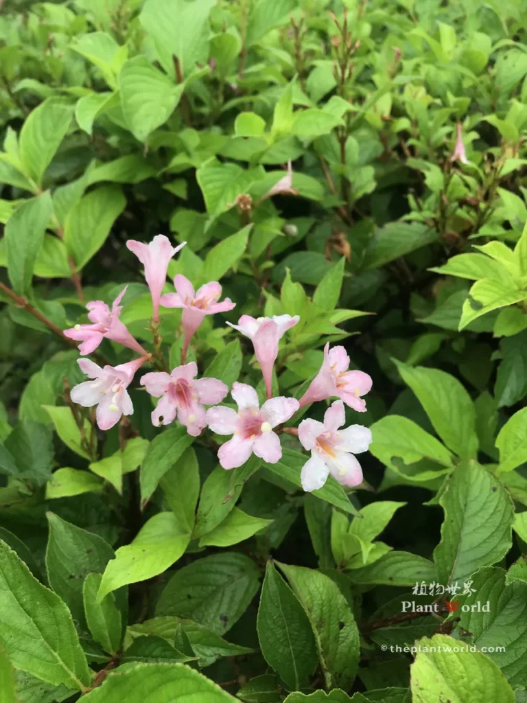 Soft pink Sonic Bloom Weigela flowers blooming profusely against green leaves