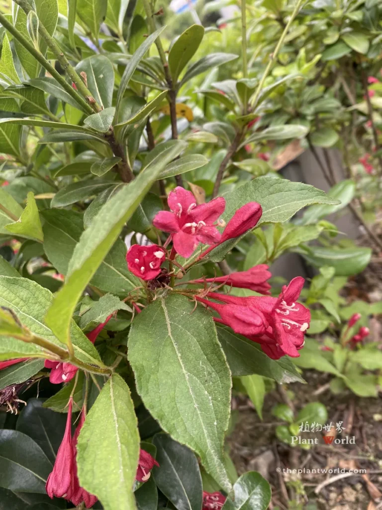 Vibrant true red Weigela flowers blooming on upright stems with dark green foliage
