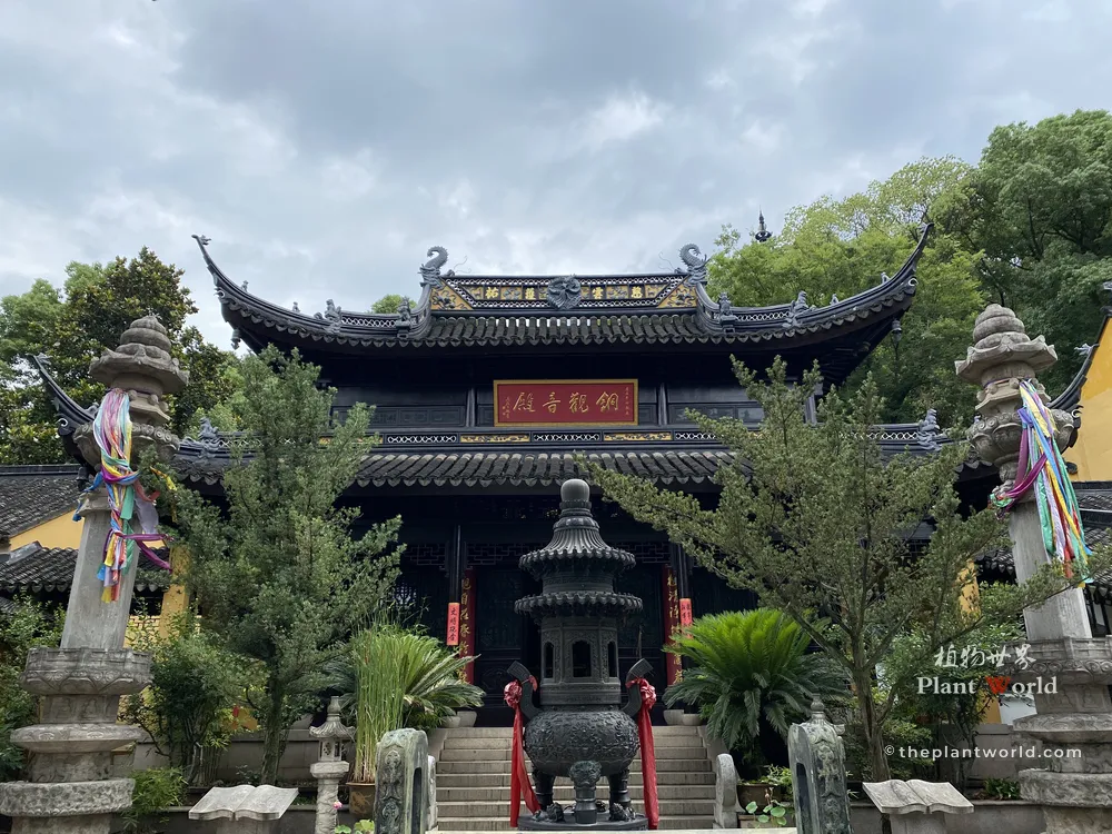 Two Buddhist Pines (Podocarpus macrophyllus) standing symmetrically in front of the main hall at Tongguanyin Temple in Suzhou.