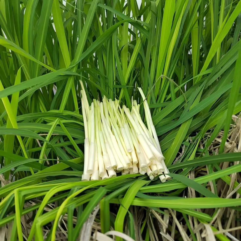 Freshly harvested and peeled white cattail shoots (pucai) neatly stacked on vibrant green cattail leaves.