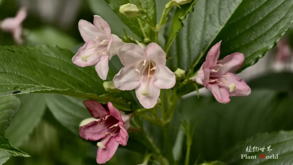 soft pink and magenta weigela blossoms with fresh flower buds