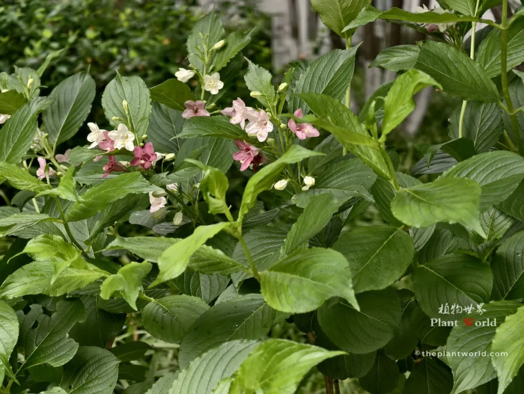 Healthy Weigela bush growing vigorously in a sunny garden bed with soft pink blooms