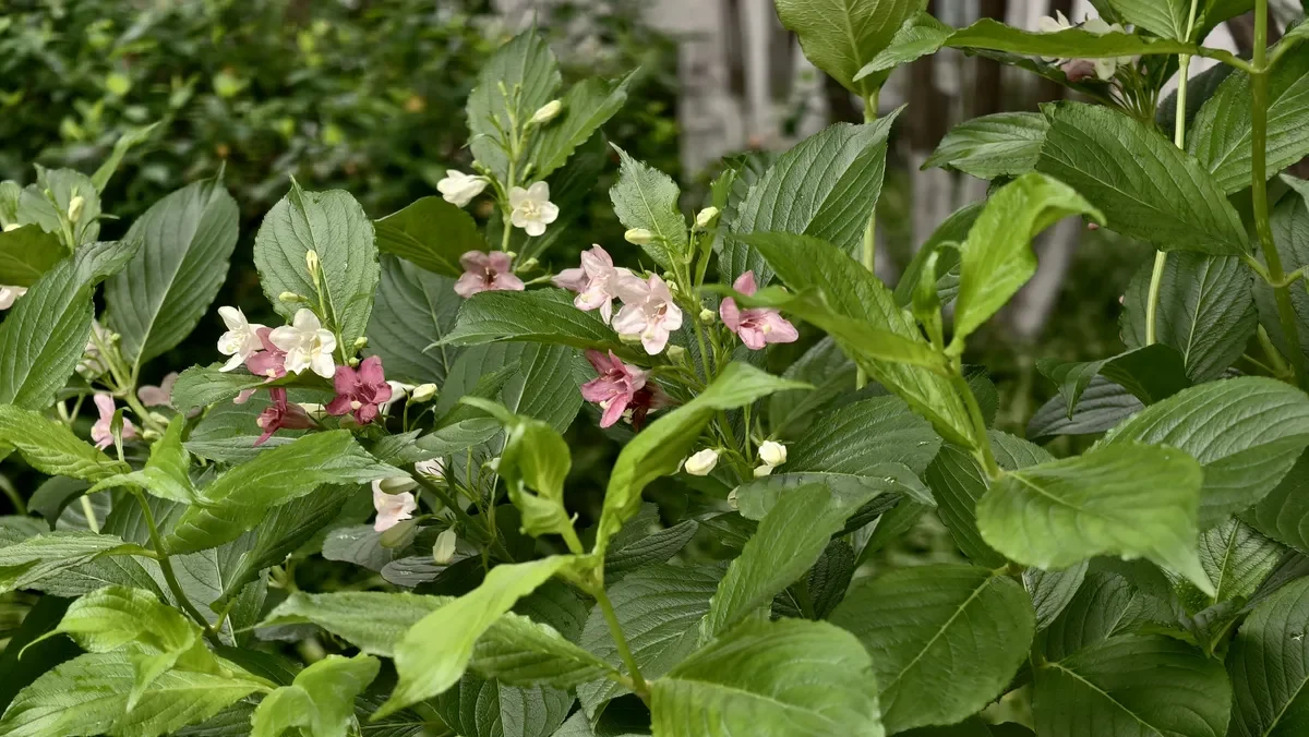 Healthy Weigela bush growing vigorously in a sunny garden bed with soft pink blooms