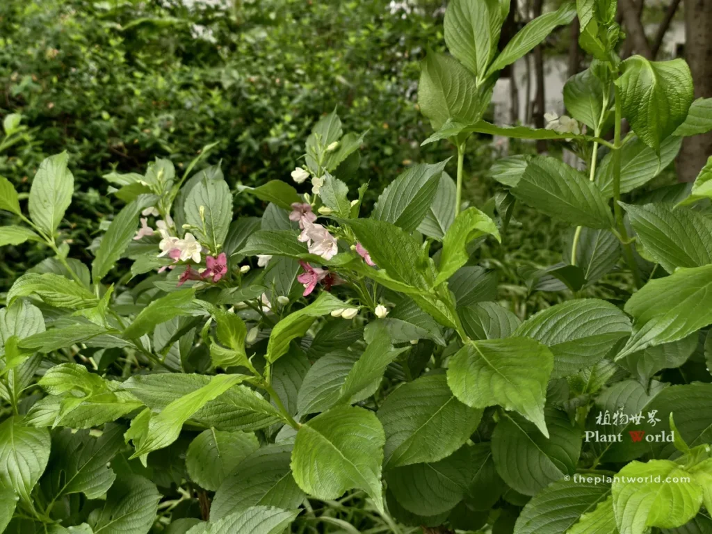 Lush green foliage and developing blooms on a healthy Weigela bush