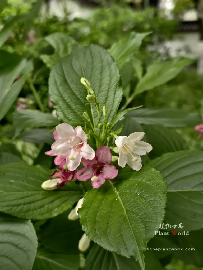 Close-up of new stems and flower buds emerging on a Weigela bush