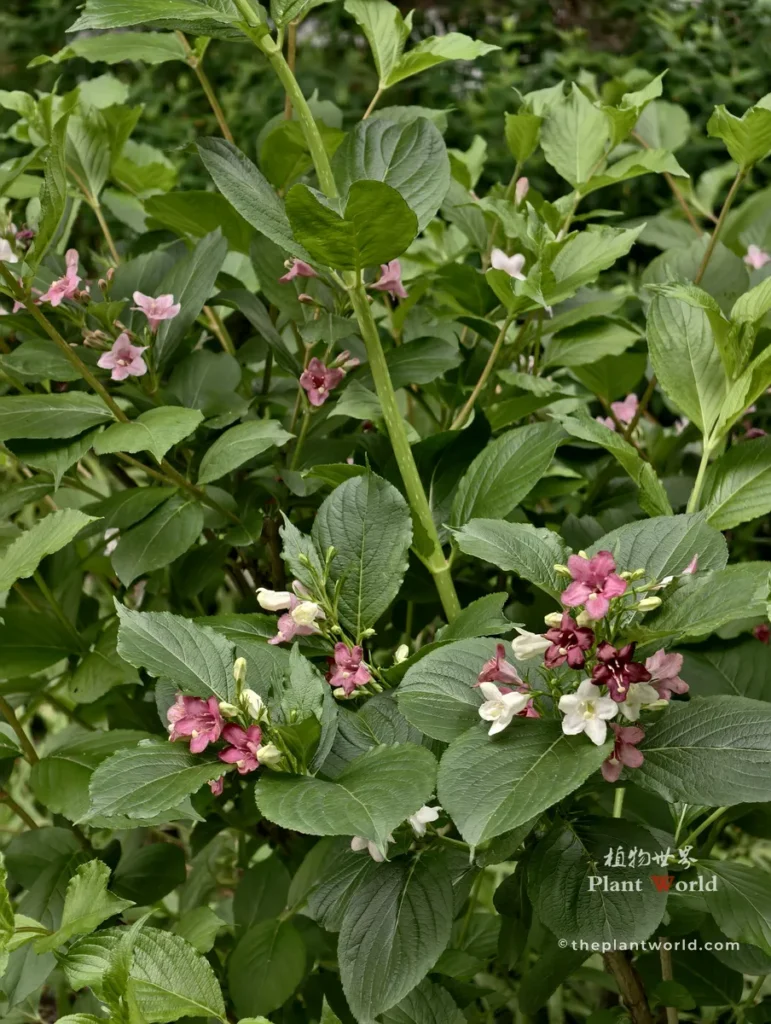 Healthy Weigela shrub displaying vibrant foliage and fresh spring blooms