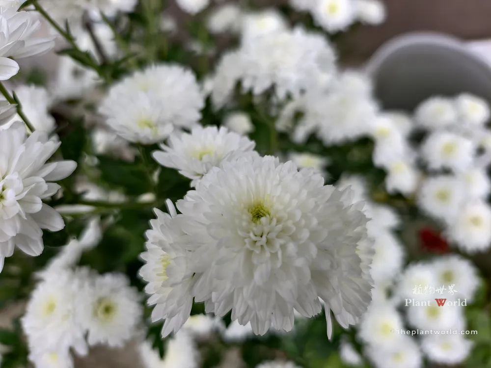 A close-up photograph of a pure white pompon chrysanthemum bloom with soft green center petals surrounded by a blurred field of white flowers.