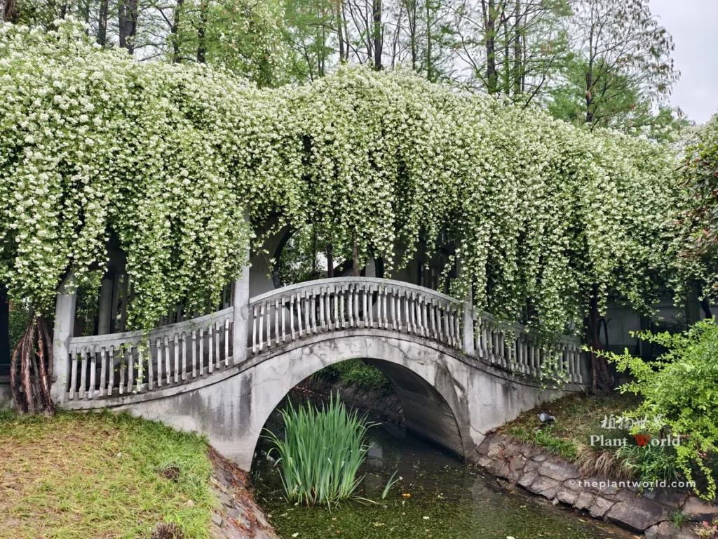 White lady banks rose cascading over stone arch bridge in chinese garden, Rosa banksiae
