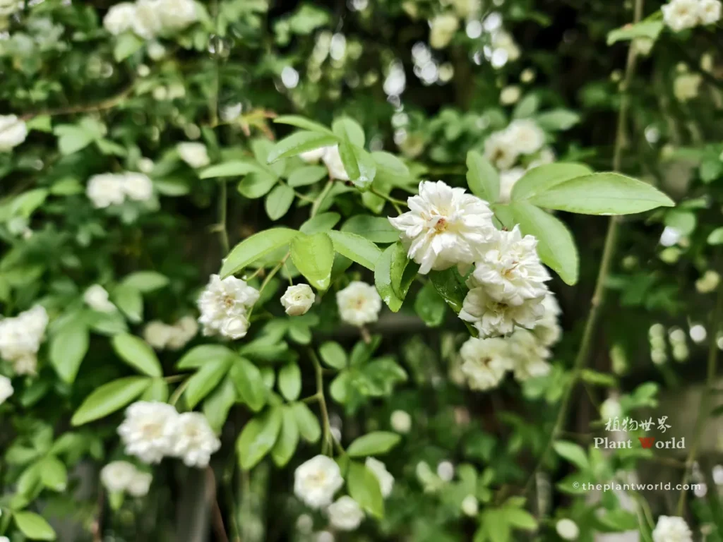 Fresh green leaves and small white lady banks rose blossoms, Rosa banksiae