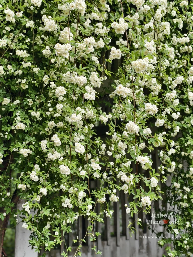 Solid white flower wall covered by blooming lady banks rose, Rosa banksiae spring bloom