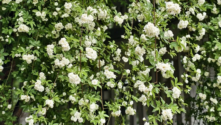 Solid white flower wall covered by blooming lady banks rose, Rosa banksiae spring bloom