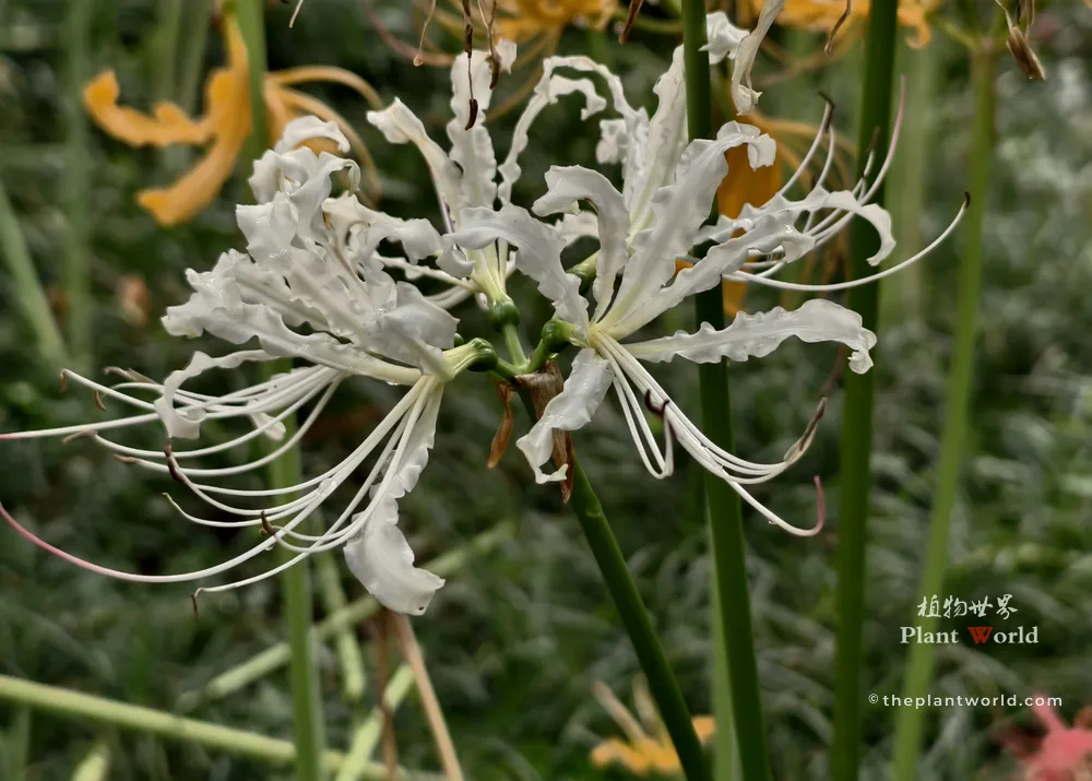 A close-up of a blooming white spider lily (Lycoris albiflora) with delicate wavy white petals and long, elegant stamens.