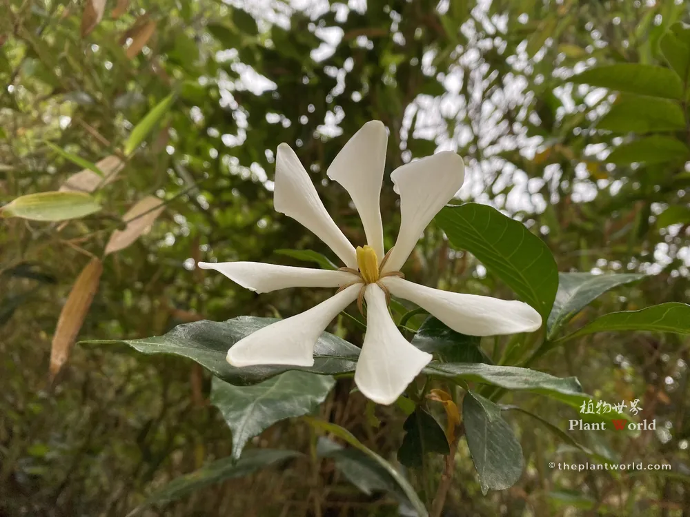 A wild single-layer white Gardenia jasminoides flower with seven spreading petals photographed on Xuelang Mountain in Wuxi