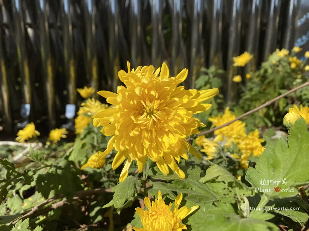 A yellow chrysanthemum blooming quietly by a rustic garden fence, symbolizing the hermit lifestyle and high moral integrity of ancient Chinese scholars.