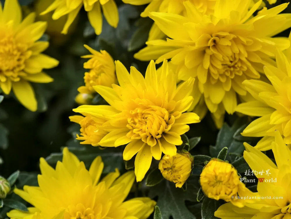 A close-up photograph of bright yellow chrysanthemums with dense, radiant petals, representing solar essence and longevity in traditional Chinese culture.