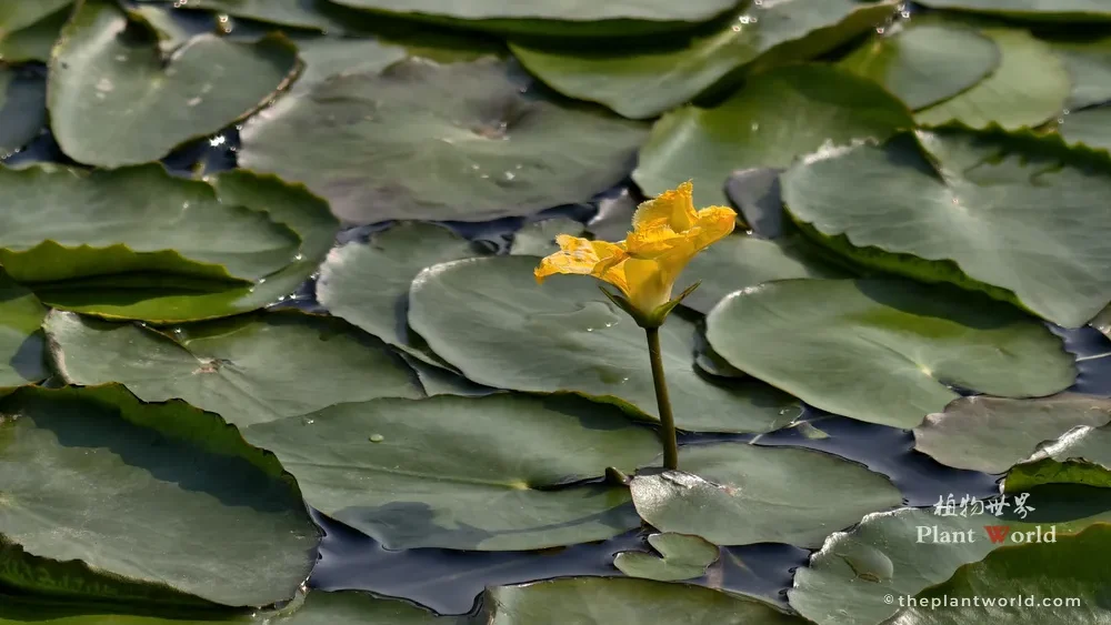 A vibrant yellow flower of Nymphoides peltata (yellow floating heart) blooming above flat, round floating green leaves on a water surface.