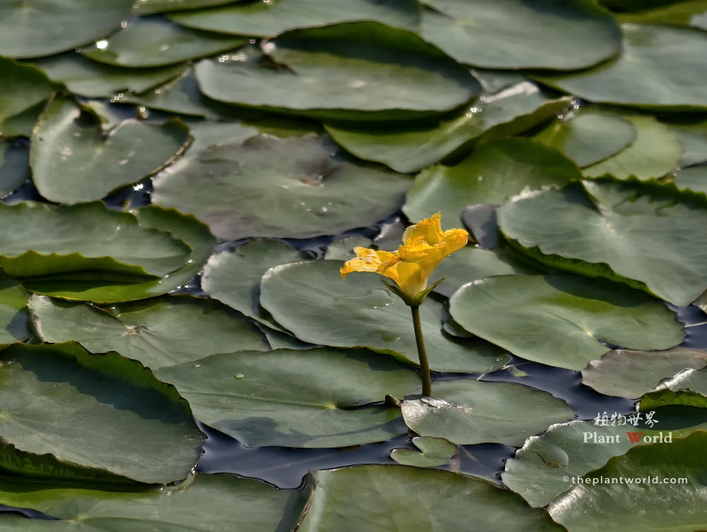 A vibrant yellow flower of Nymphoides peltata (yellow floating heart) blooming above flat, round floating green leaves on a water surface.