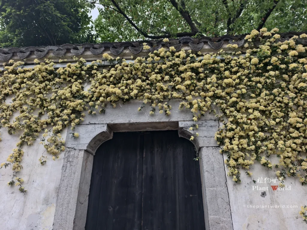 Yellow lady banks rose covering stone wall around ancient chinese courtyard gate, Rosa banksiae lutea