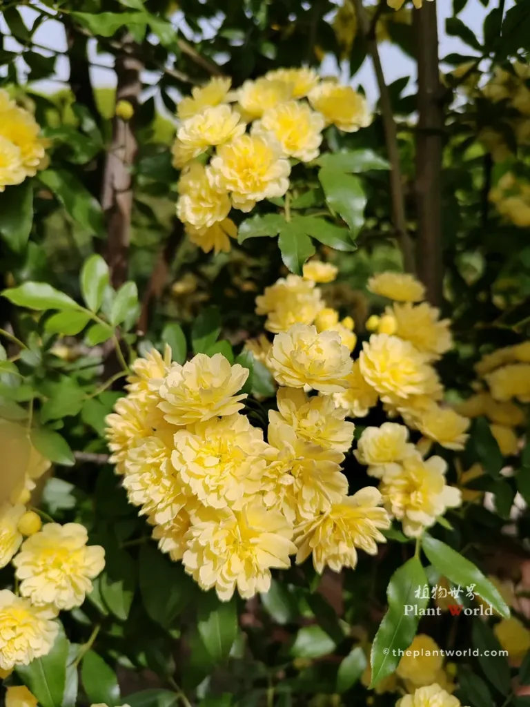Closeup of bright yellow lady banks rose flower clusters, Rosa banksiae lutea spring blossom
