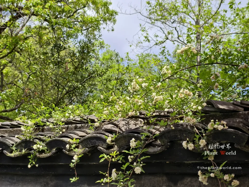 Yellow lady banks rose climbing traditional chinese grey tile roof in spring, Rosa banksiae lutea