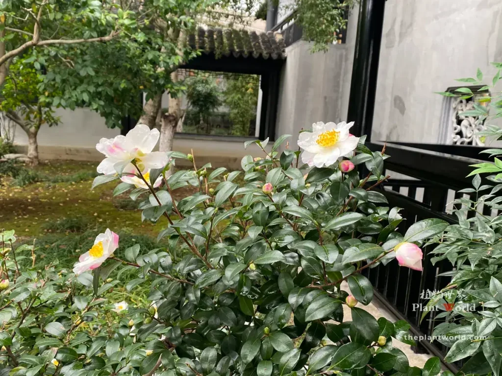 Camellia sasanqua with white pink-edged flowers and buds blooming in a classical Chinese garden courtyard