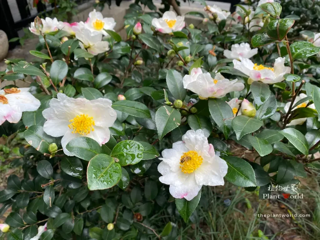 Camellia sasanqua shrub covered with white pink-tipped flowers, glossy wet leaves and a honey bee on bloom