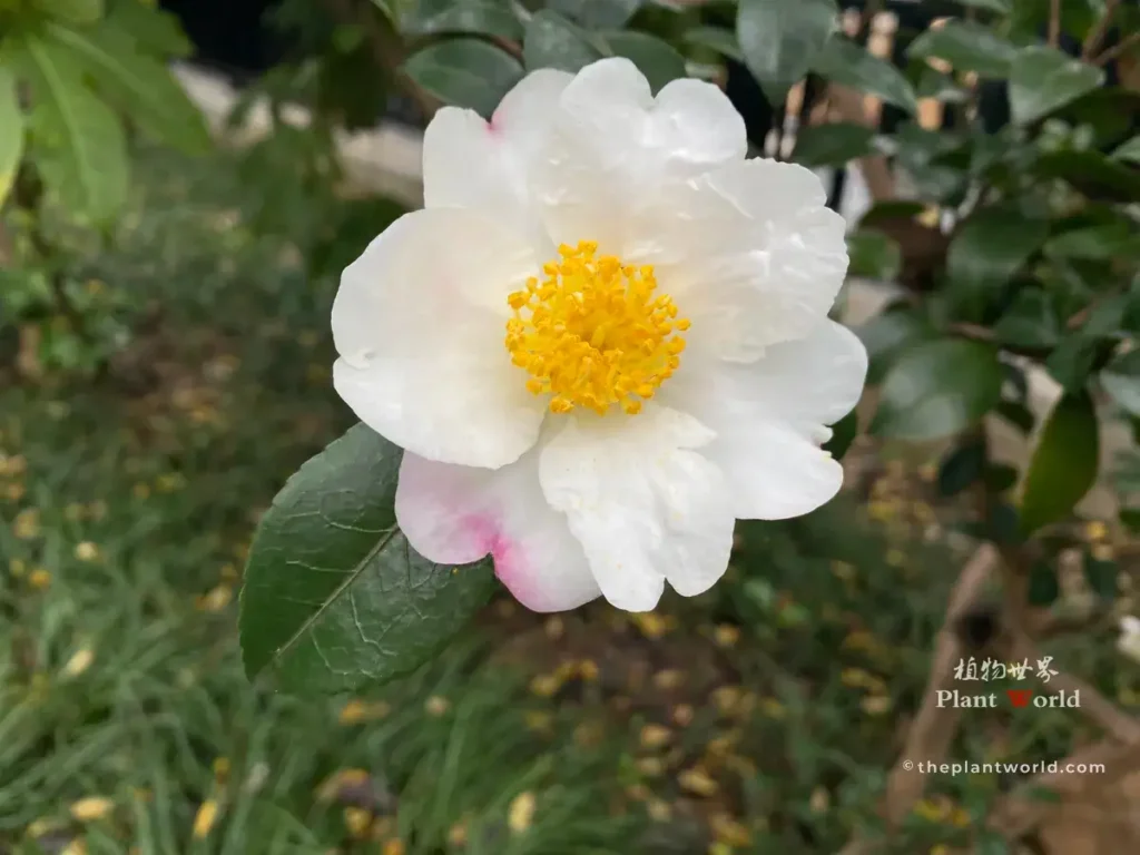 Close-up of single Camellia sasanqua flower, white petals with pink blush at base and bright golden stamens