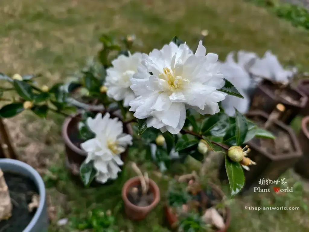 Potted Camellia sasanqua with white double flowers covered in water droplets