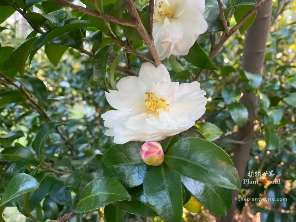 White Camellia sasanqua bloom with pink flower bud and glossy dark green leaves