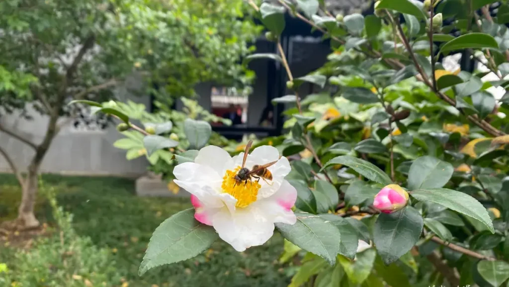 Blooming Camellia sasanqua shrub in Chinese garden, autumn‑winter flowering evergreen shrub