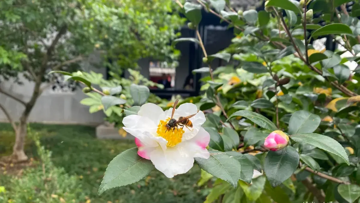 Blooming Camellia sasanqua shrub in Chinese garden, autumn‑winter flowering evergreen shrub