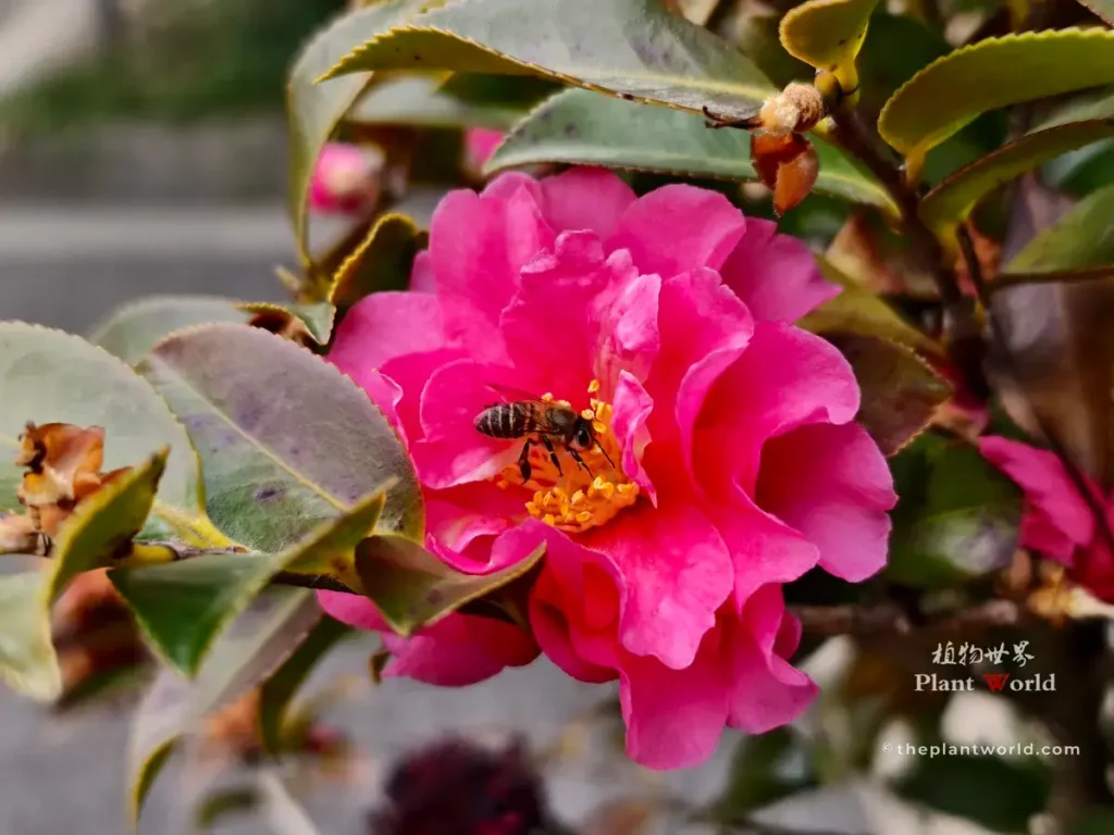 Close up of bright pink Camellia sasanqua flower with a honey bee feeding on golden stamens