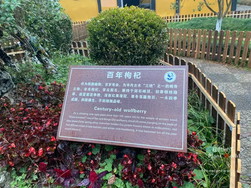 Information plaque introducing century-old goji berry tree in ancient Chinese temple garden