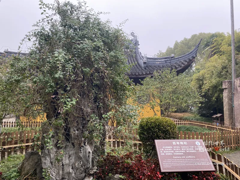 Century-old goji berry tree growing on scholar rock in ancient Suzhou temple garden
