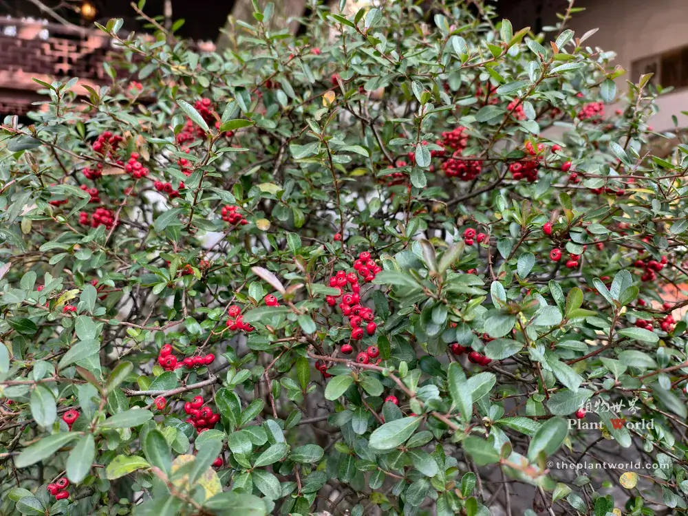 Large Chinese firethorn shrub growing as a protective garden hedge