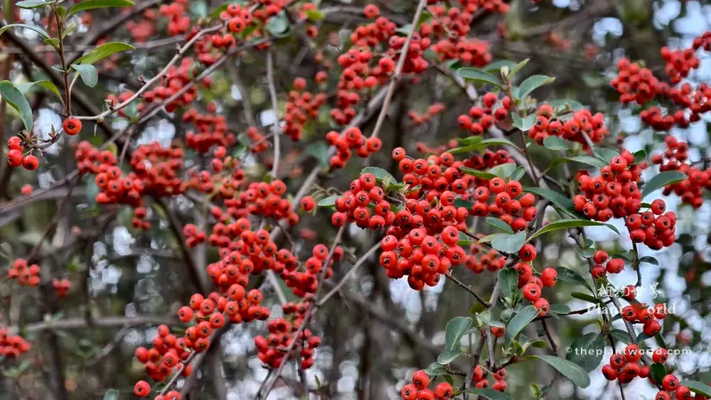Dense clusters of bright red Chinese firethorn berries on evergreen foliage