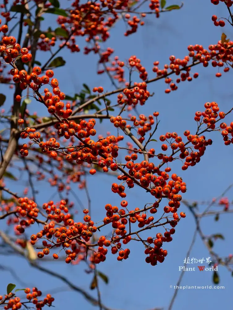 Chinese firethorn branches loaded with orange-red berries against a clear blue sky