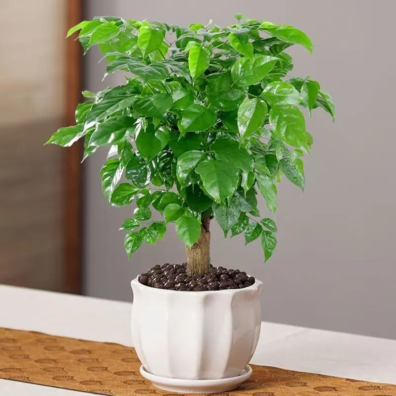 Potted China Doll Plant Radermachera sinica with glossy green leaves on a table