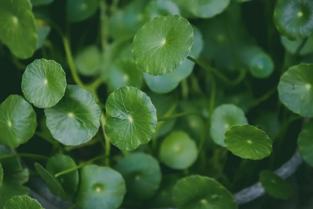 Fresh green round leaves of Coin Grass Hydrocotyle vulgaris resembling copper coins