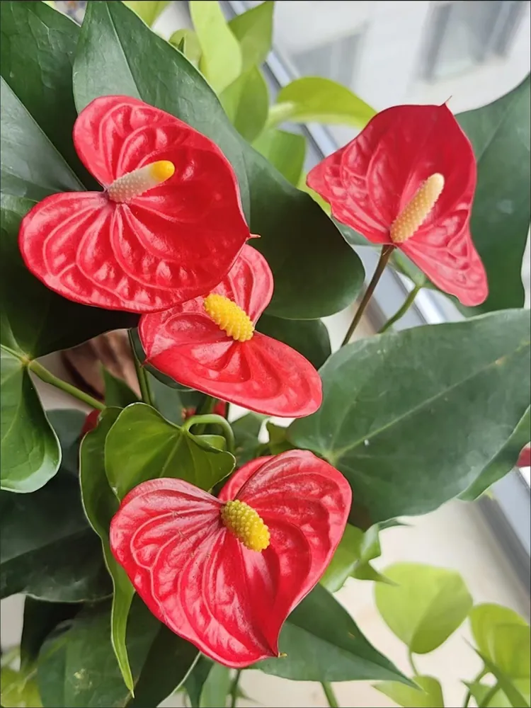 Bright red heart-shaped Flamingo Flower Anthurium andraeanum