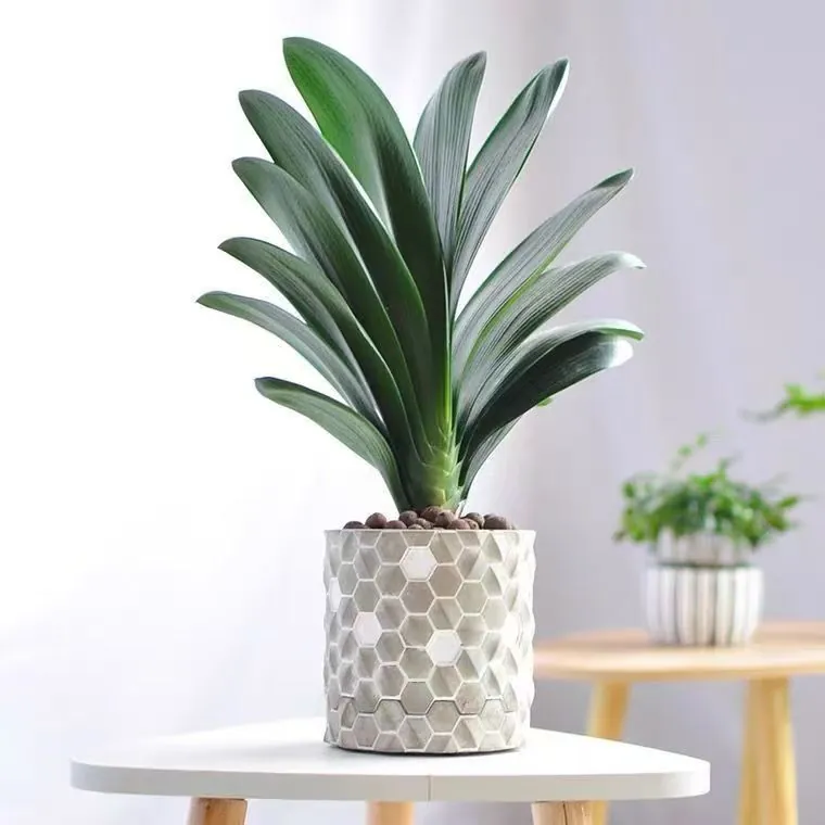 Symmetrical fan-like leaves of Kafir Lily Clivia miniata in a pot