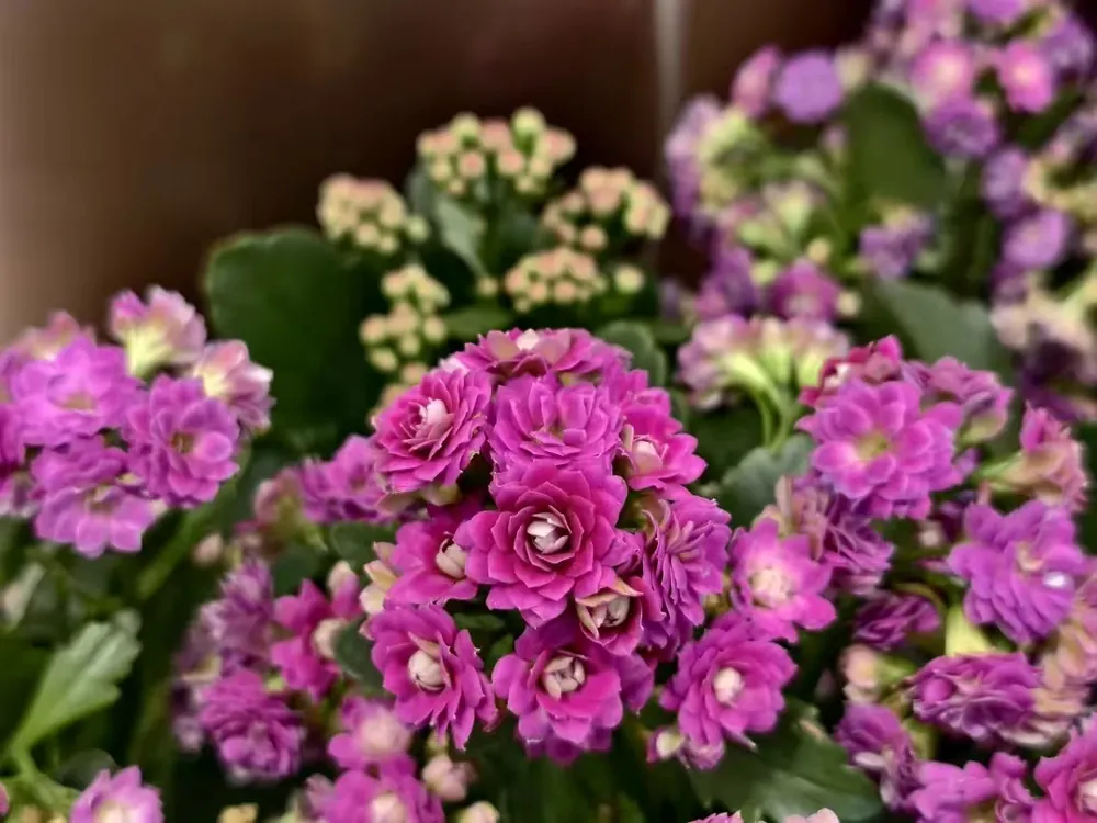 Bright pink and purple Kalanchoe blossfeldiana flowers in bloom