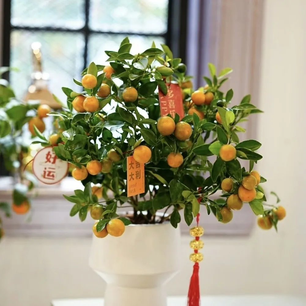 Potted Kumquat tree Fortunella margarita laden with golden round fruits