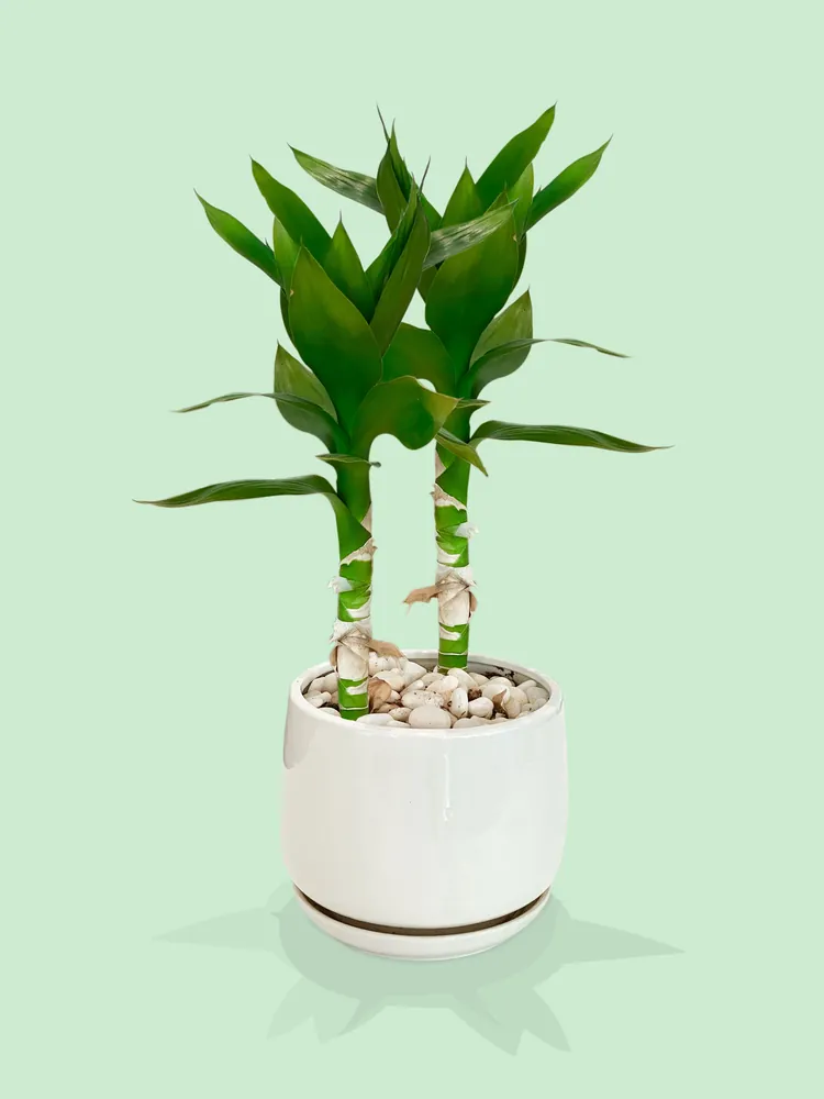 Green Lucky Bamboo Dracaena sanderiana stalks in a ceramic pot