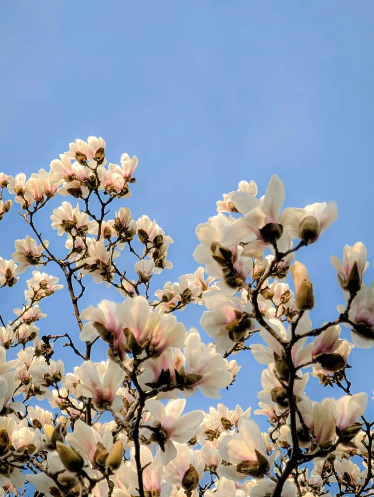 White Magnolia Magnolia denudata blooming against a clear blue sky
